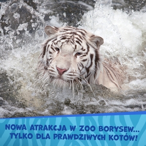 Wycieczka szkolna - BORYSEW – ZOO SAFARI