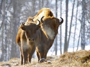 Wycieczka szkolna - CO KRYJE PUSZCZA? CZYLI BIAŁOWIEŻA I UROKLIWE KRESY - 2 DNI